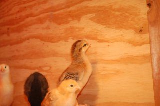 16480_chicks_at_1_week_old_005.jpg