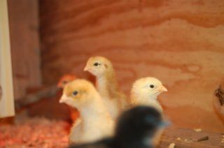 16480_chicks_at_1_week_old_006.jpg