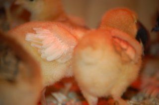 16480_chicks_at_1_week_old_008.jpg