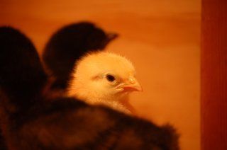 16480_chicks_at_1_week_old_009.jpg