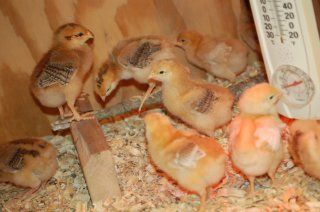 16480_chicks_at_1_week_old_010.jpg