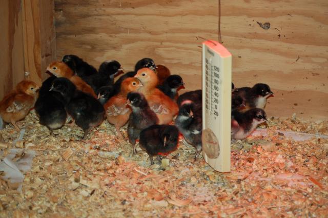 16480_november_2009_chicks_001.jpg
