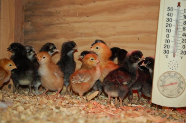 16480_november_2009_chicks_002.jpg