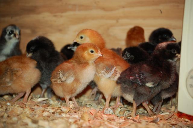 16480_november_2009_chicks_003.jpg