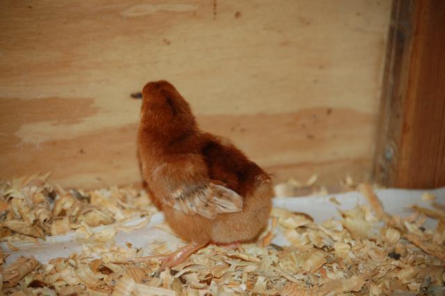 16480_november_2009_chicks_004.jpg
