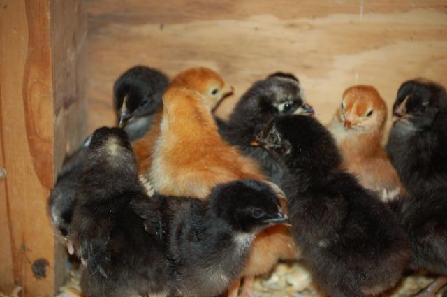 16480_november_2009_chicks_005.jpg