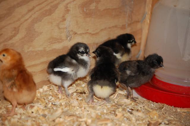 16480_november_2009_chicks_006.jpg