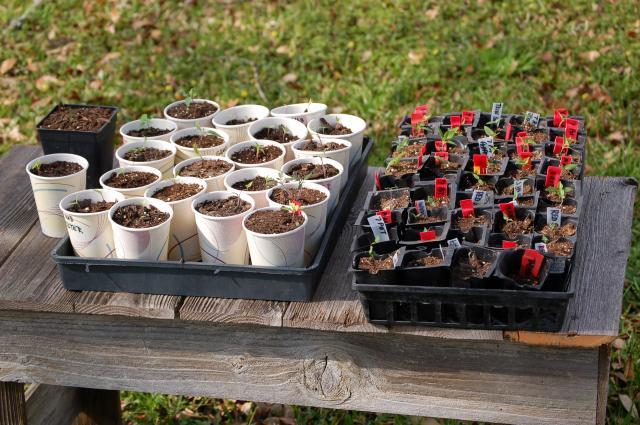 16480_pepper_plant_hardening_off_outside_feb-8th-2010_001.jpg