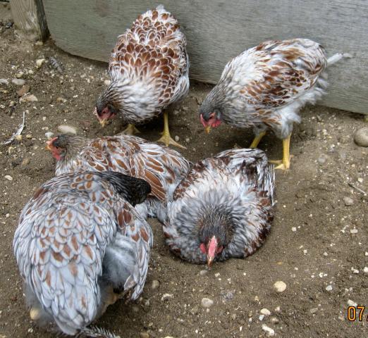1648_groupblrw.jpg