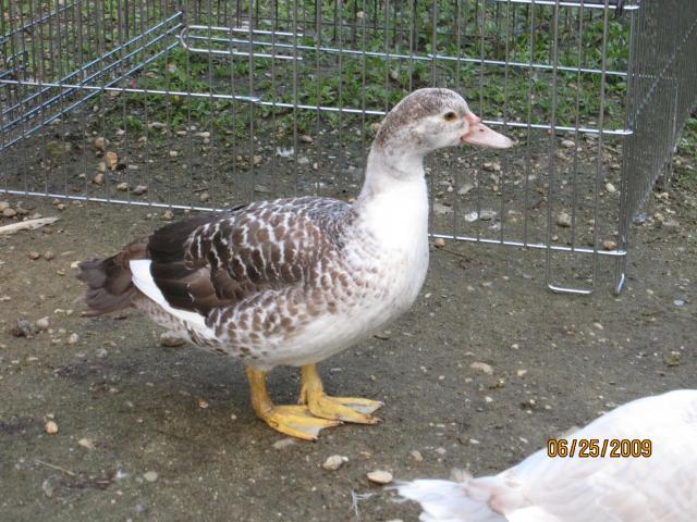 1648_img_1456.jpg