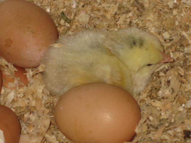 16494_chick_005.jpg