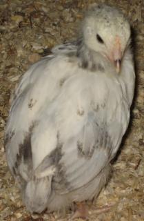 16494_chick_4_weeks_012.jpg