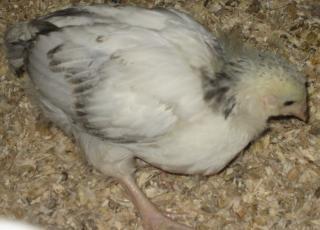 16494_chick_4_weeks_014.jpg