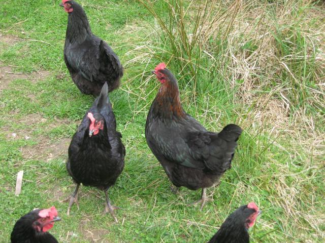 16494_chickens_010.jpg