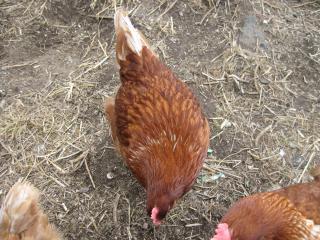 16494_chickens_018.jpg