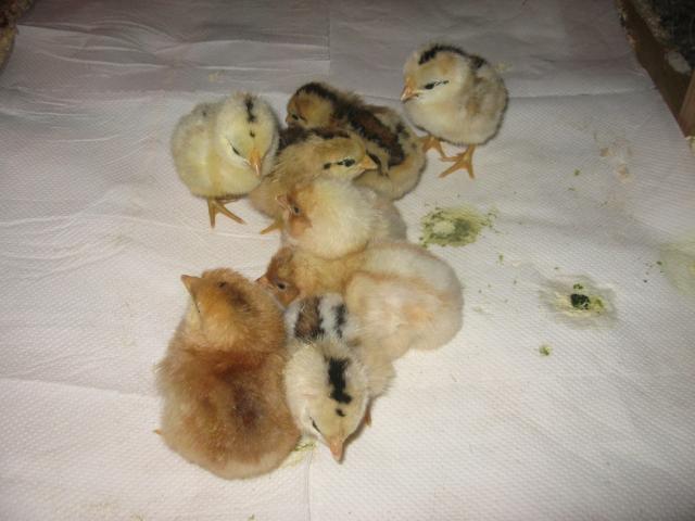 16494_daisy_chicks_001.jpg