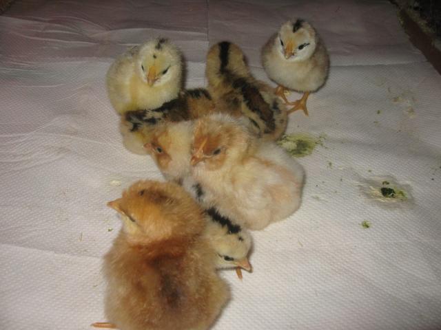 16494_daisy_chicks_002.jpg