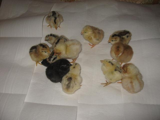 16494_daisy_chicks_2002.jpg