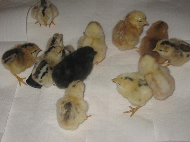 16494_daisy_chicks_2003.jpg