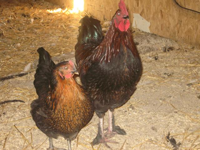 16494_ducks_and_chickens_-_april_11_051.jpg