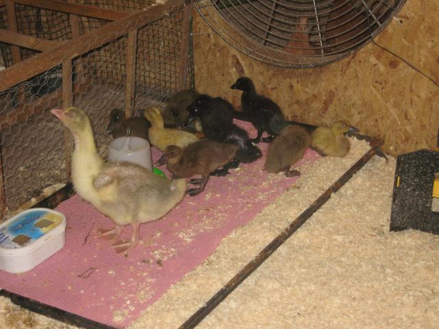 16494_ducks_and_chicks_019.jpg
