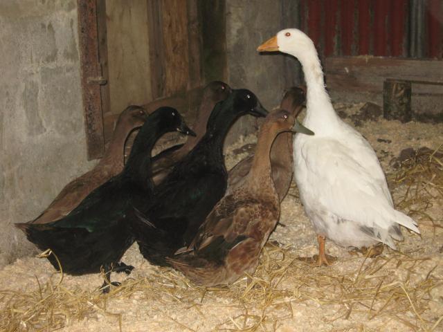 16494_ducks_july_11_003.jpg