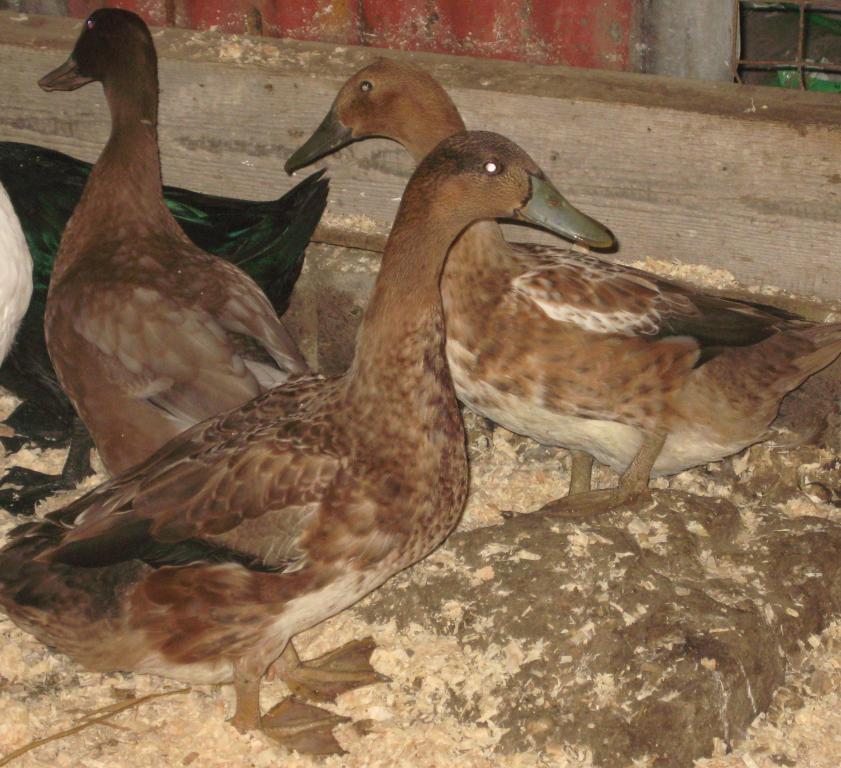 16494_ducks_july_11_013.jpg