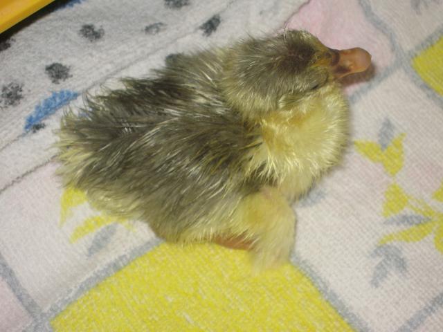 16494_gosling1_002.jpg