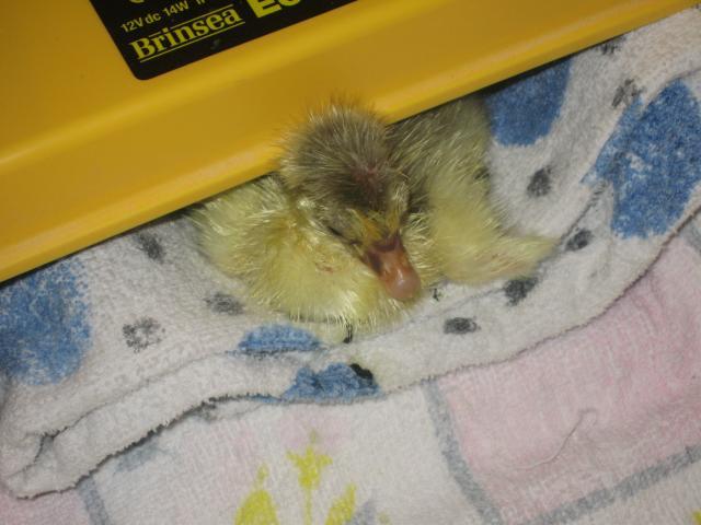 16494_gosling1_005.jpg
