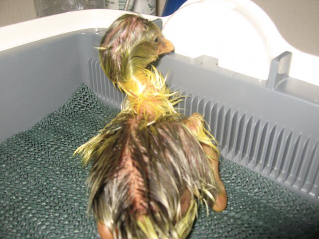 16494_gosling_hatch_009.jpg