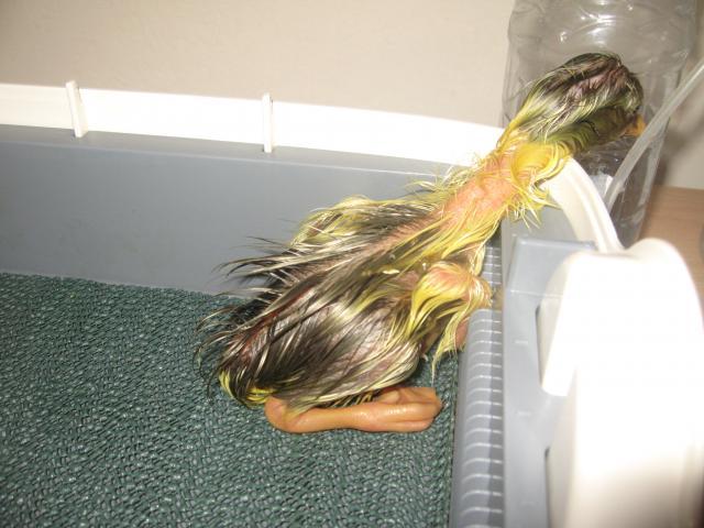 16494_gosling_hatch_010.jpg