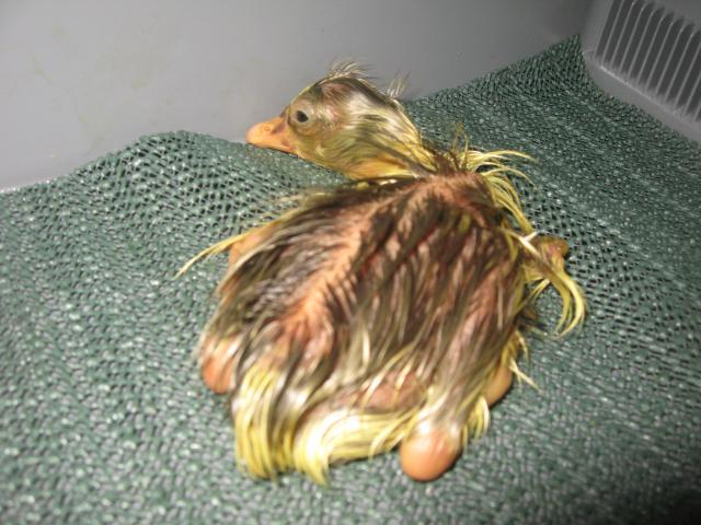 16494_gosling_hatch_011.jpg