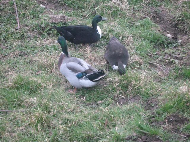 16494_new_duck_run_005.jpg