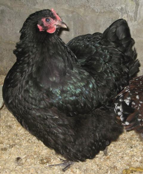 16494_orp_005.jpg