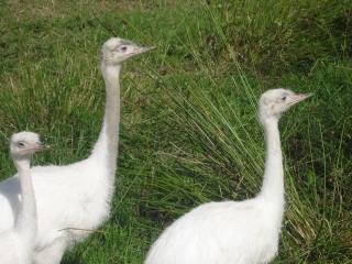 16494_rheas_006.jpg