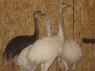 16494_rheas_014.jpg