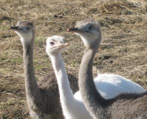 16494_rheas_0271.jpg