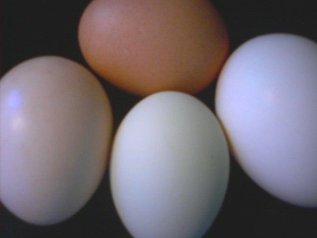 16501_egg_colors.jpg