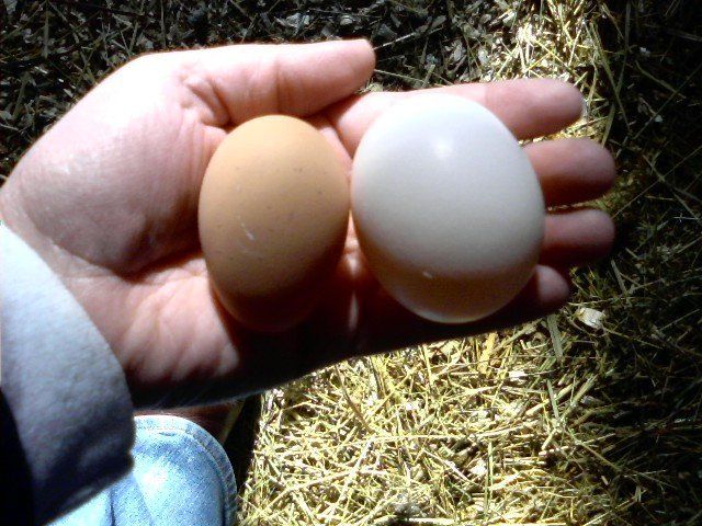 16501_pullet_egg.jpg