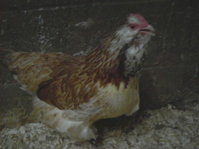 16501_shirley.jpg