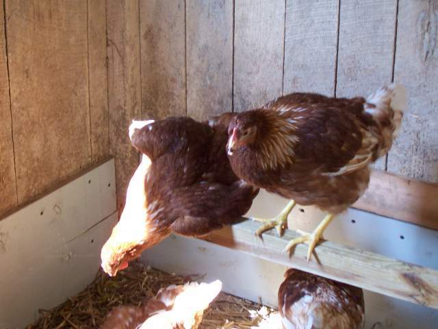 16513_barn_009.jpg