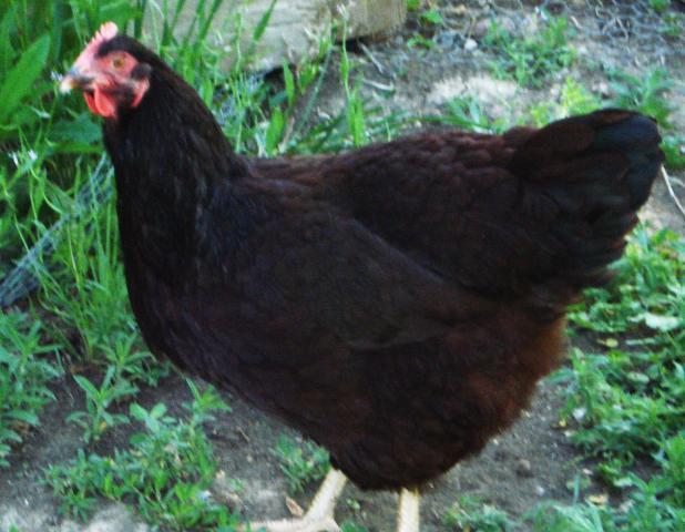 16526_049.jpg