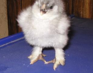 16532_050109chick.jpg