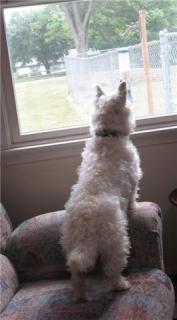 16532_duff_out_window.jpg