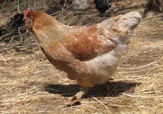 16532_my_new_hen.jpg