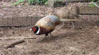 16532_pheasantguy2.jpg