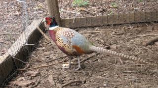 16532_pheasantguygood.jpg