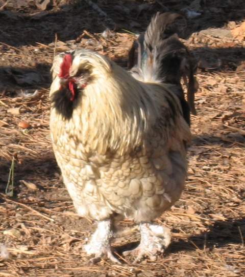 16532_rocky_prototype_wonder_chicken.jpg