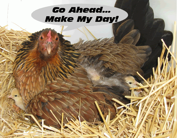 16560_broody_hen_pic_07_14_10pdf.gif