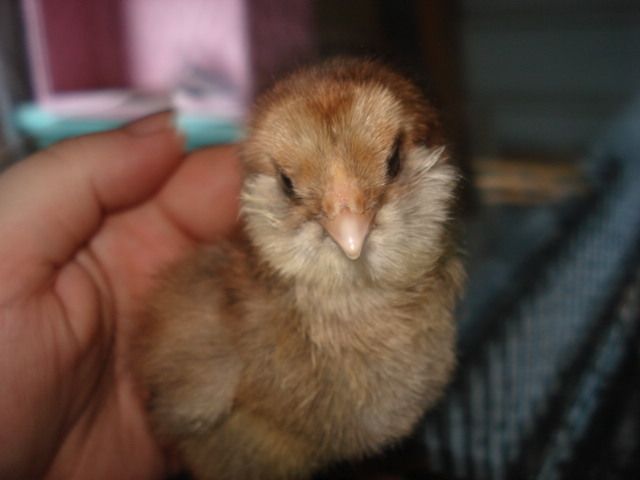 16560_ee_chick2_06_14_10.jpg